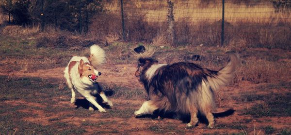 playfulcollies14E