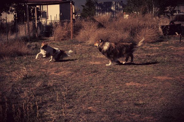 playfulcollies2E