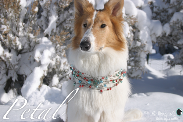A photo of Petal the Rough Collie sitting in the snow