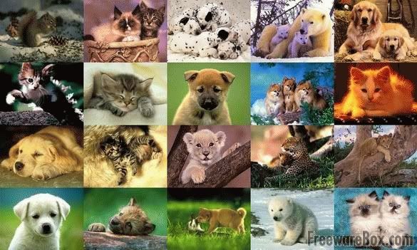 pictures of animals. animals.jpg Cute animals