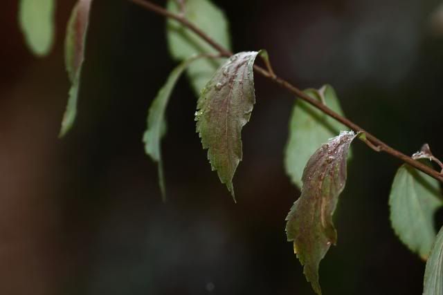 IMAGE: http://i260.photobucket.com/albums/ii29/HcOiNvDiAc/IMG_0677rawcopy.jpg