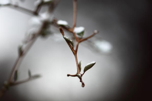 IMAGE: http://i260.photobucket.com/albums/ii29/HcOiNvDiAc/IMG_0703rawcopy.jpg