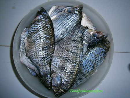 fish,tilapia