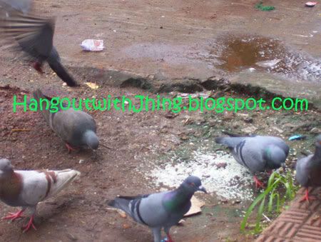 pigeons eating