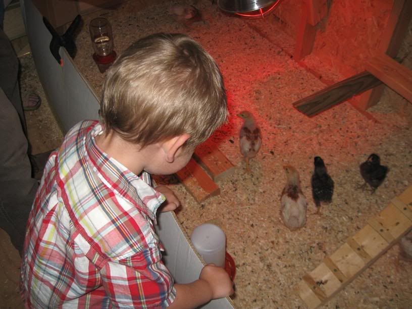 Nicky loved feeding Grandpa's chickens