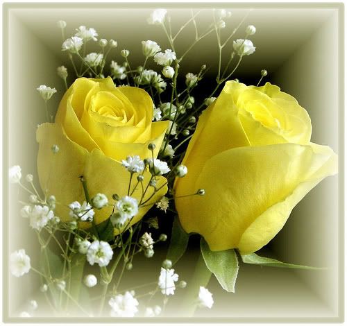 rose flowers photo: flowers yellowroses.jpg