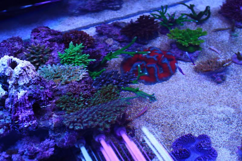 left and right corner overflows 6/" x 5/" x 23.5/" reef aquarium surface skimmer
