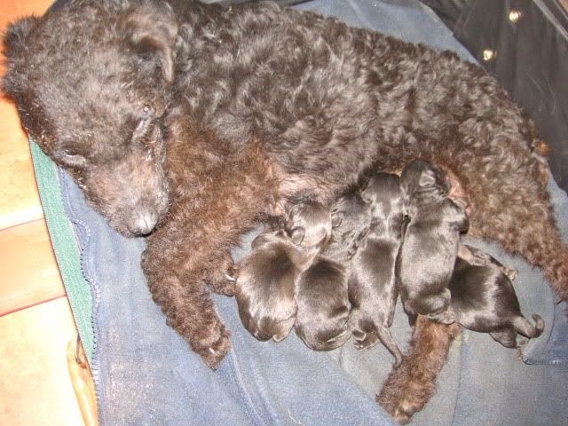 maddiepups002.jpg