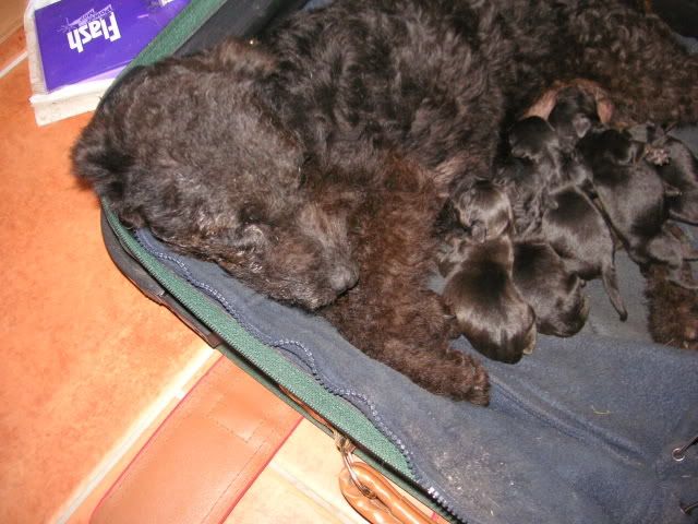 maddiepups003.jpg