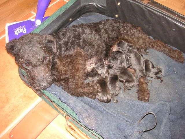 maddiepups004.jpg
