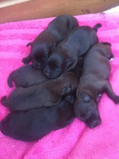 pups.jpg