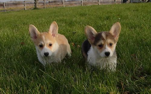 corgi-puppies-sidebyside.jpg
