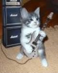 Guitar Kitty
