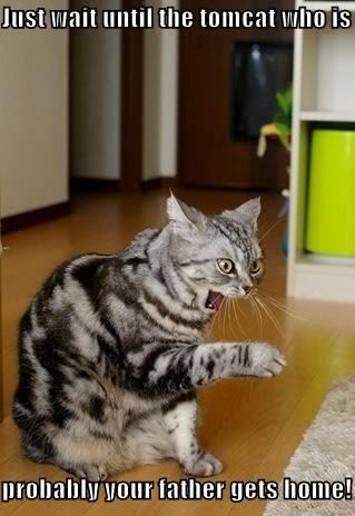 funny-pictures-angry-momcat-yells-a.jpg