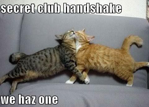funny-pictures-cats-secret-handshak.jpg