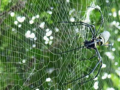 Spider Pictures, Images and Photos