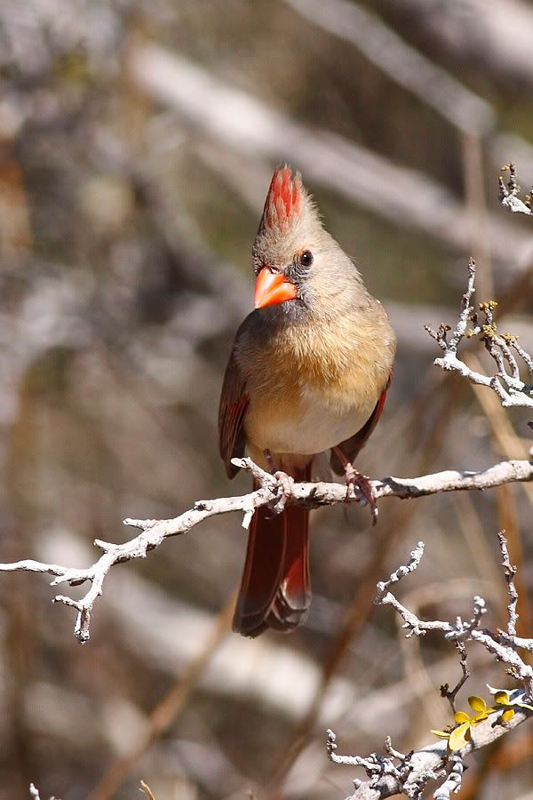 IMAGE: http://i260.photobucket.com/albums/ii33/C4Miles/Cardinals%20Orioles%20Buntings/Cardinal_0407090009copy.jpg