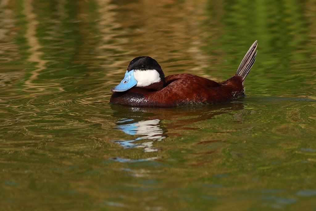 IMAGE: http://i260.photobucket.com/albums/ii33/C4Miles/Ducks%20and%20Cranes/Ruddy_0403100003copy.jpg