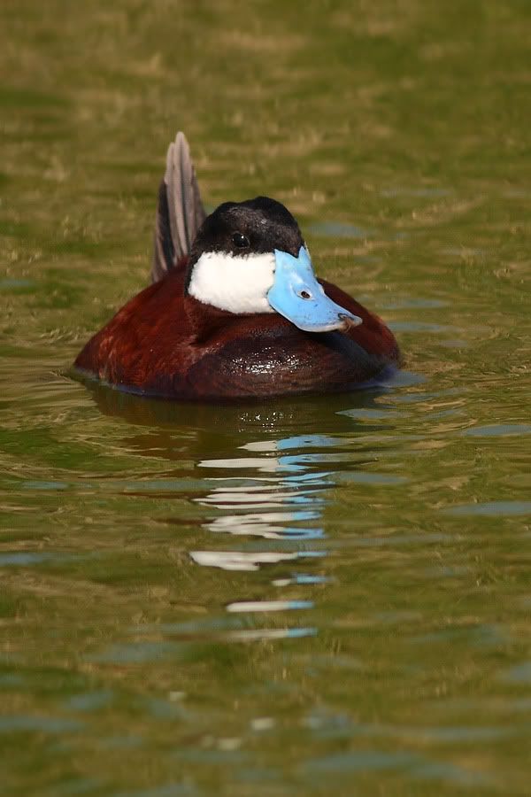 IMAGE: http://i260.photobucket.com/albums/ii33/C4Miles/Ducks%20and%20Cranes/Ruddy_0403100016copy.jpg