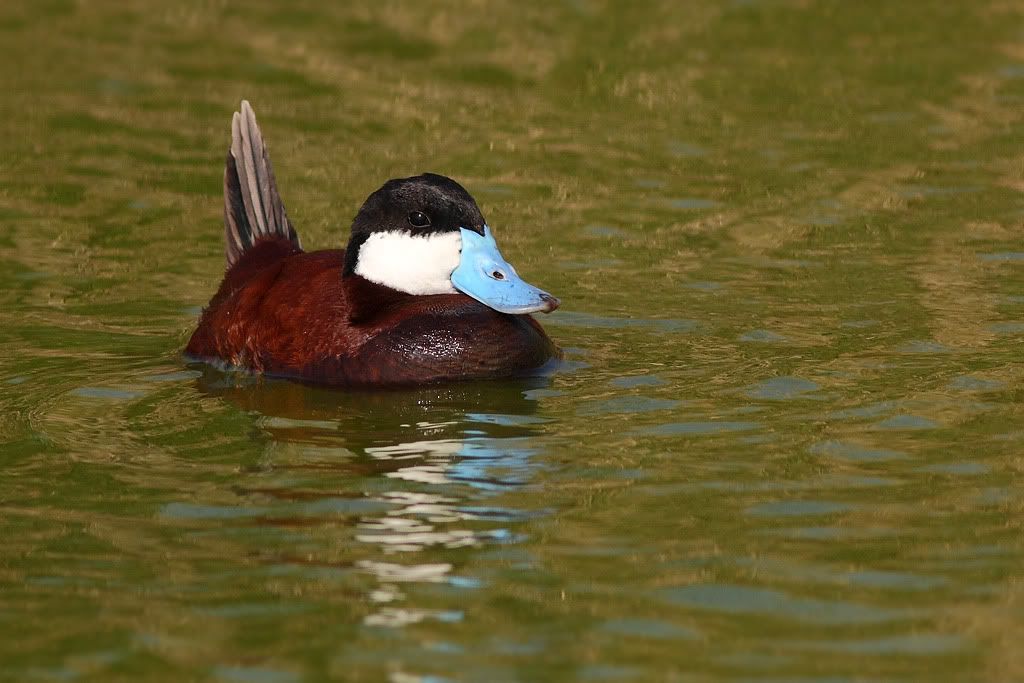 IMAGE: http://i260.photobucket.com/albums/ii33/C4Miles/Ducks%20and%20Cranes/Ruddy_0403100018copy.jpg
