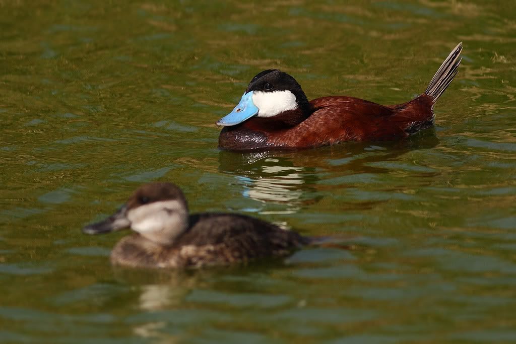 IMAGE: http://i260.photobucket.com/albums/ii33/C4Miles/Ducks%20and%20Cranes/Ruddy_0403100023copy.jpg