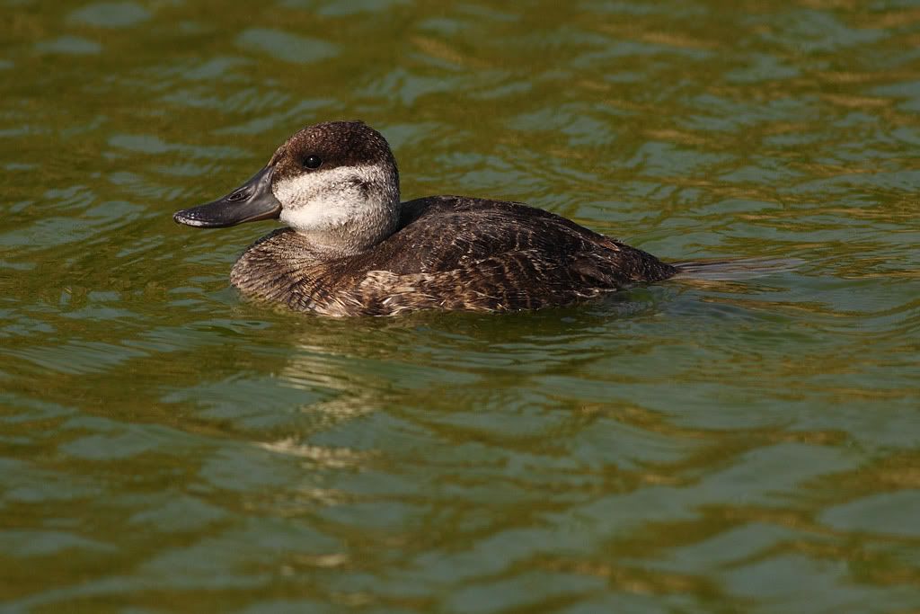 IMAGE: http://i260.photobucket.com/albums/ii33/C4Miles/Ducks%20and%20Cranes/Ruddy_0403100025copy.jpg
