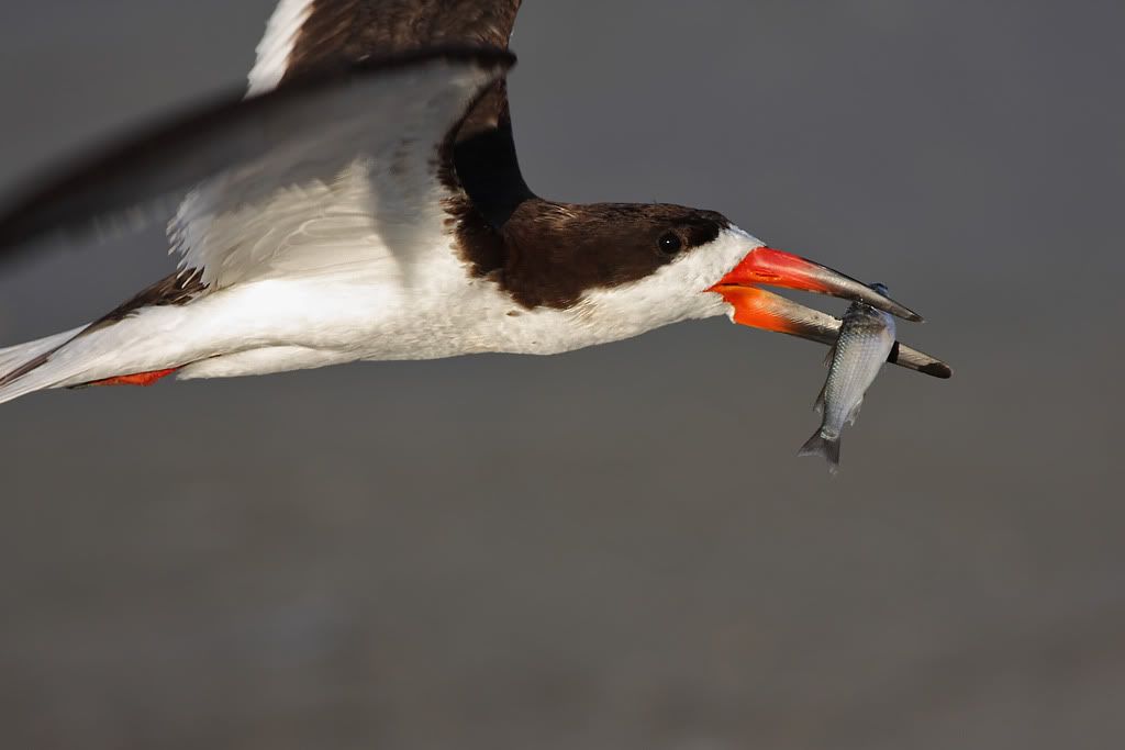 IMAGE: http://i260.photobucket.com/albums/ii33/C4Miles/Gulls%20Skimmers%20Terns/Skimmer_Fish_0726100002copy.jpg
