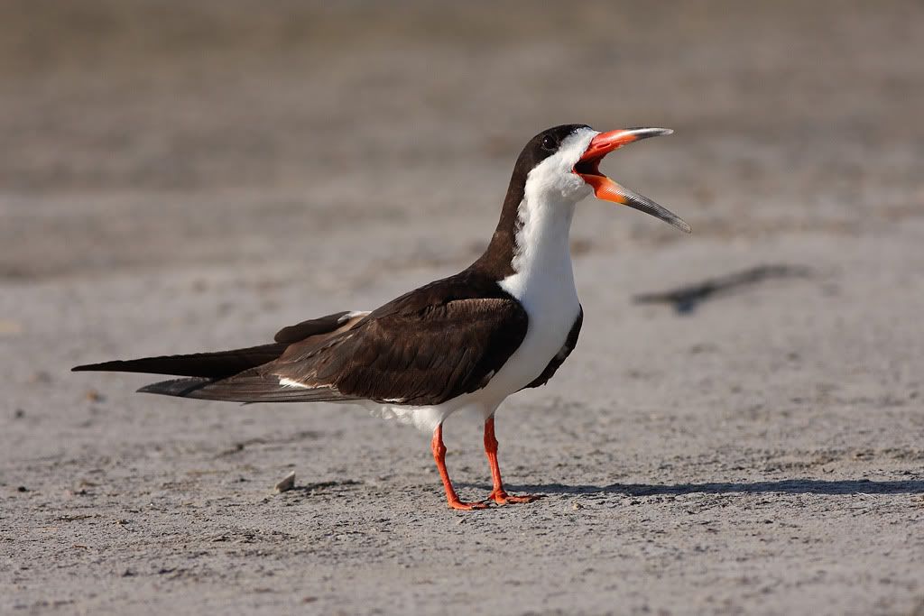 IMAGE: http://i260.photobucket.com/albums/ii33/C4Miles/Gulls%20Skimmers%20Terns/Skimmers_0726100010copy.jpg