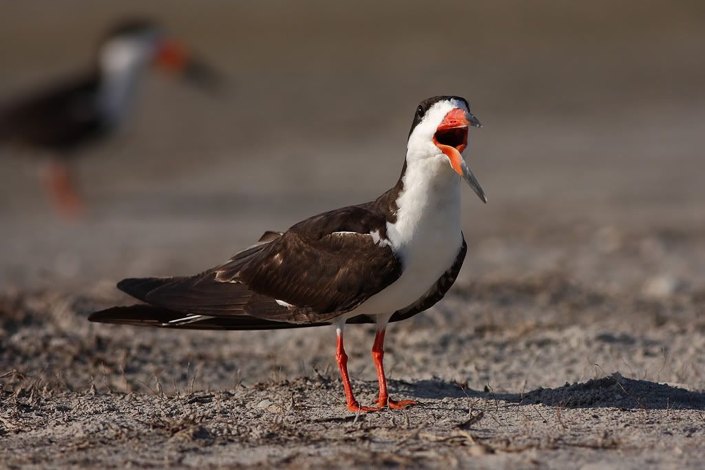IMAGE: http://i260.photobucket.com/albums/ii33/C4Miles/Gulls%20Skimmers%20Terns/Skimmers_0726100030copy.jpg