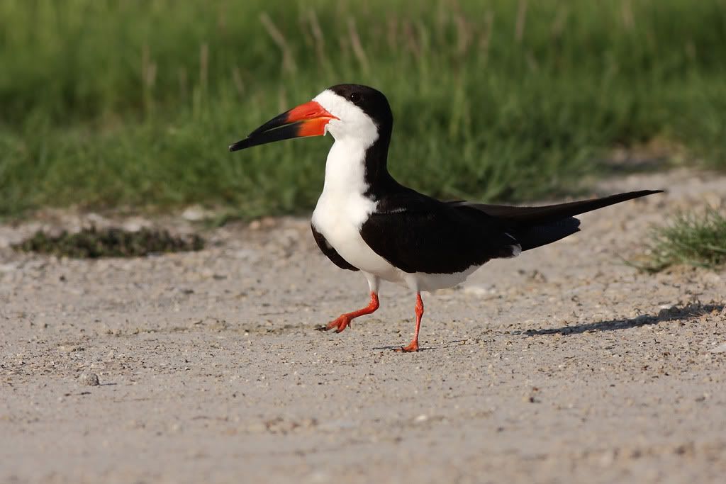 IMAGE: http://i260.photobucket.com/albums/ii33/C4Miles/Gulls%20Skimmers%20Terns/Skimmers_0726100044copy.jpg