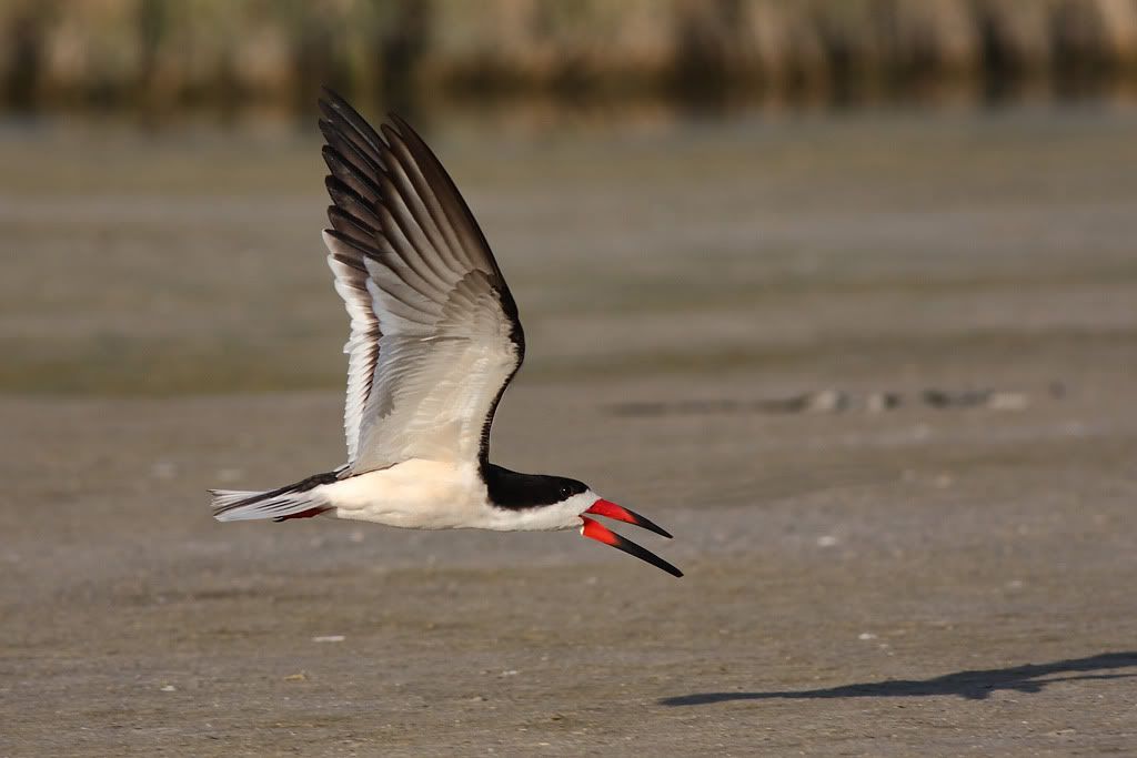 IMAGE: http://i260.photobucket.com/albums/ii33/C4Miles/Gulls%20Skimmers%20Terns/Skimmers_0726100057copy.jpg