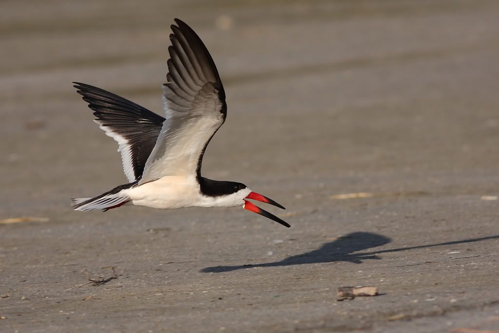 IMAGE: http://i260.photobucket.com/albums/ii33/C4Miles/Gulls%20Skimmers%20Terns/Skimmers_0726100059copy.jpg