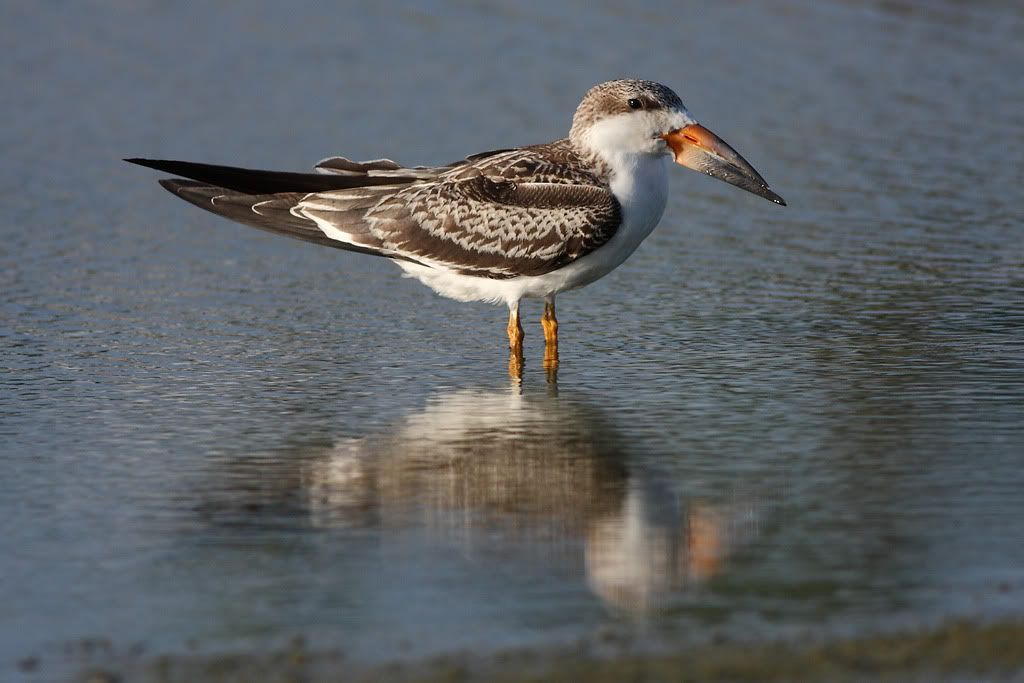 IMAGE: http://i260.photobucket.com/albums/ii33/C4Miles/Gulls%20Skimmers%20Terns/Skimmers_0726100067copy.jpg
