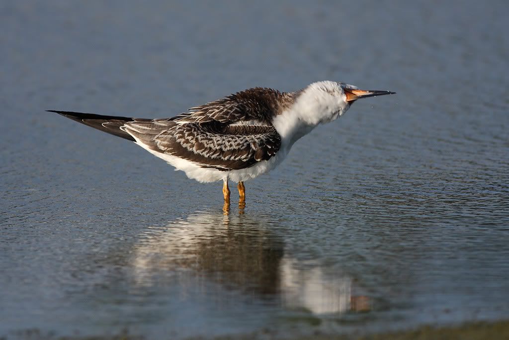 IMAGE: http://i260.photobucket.com/albums/ii33/C4Miles/Gulls%20Skimmers%20Terns/Skimmers_0726100074copy.jpg