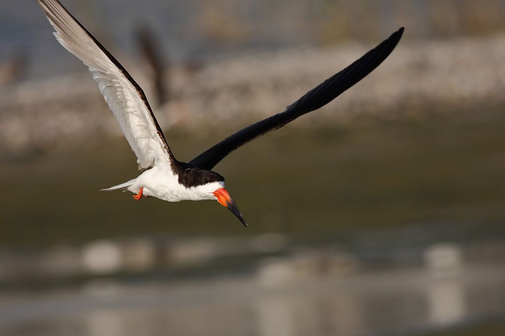 IMAGE: http://i260.photobucket.com/albums/ii33/C4Miles/Gulls%20Skimmers%20Terns/Skimmers_0726100077copy.jpg