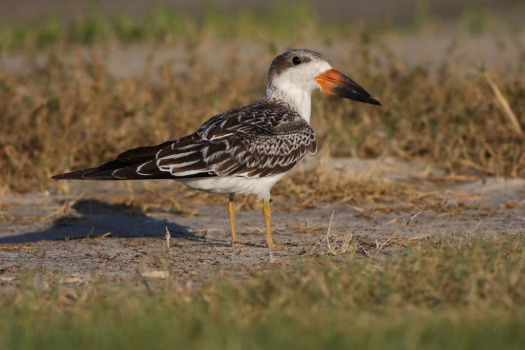 IMAGE: http://i260.photobucket.com/albums/ii33/C4Miles/Gulls%20Skimmers%20Terns/Skimmers_0726100085copy.jpg