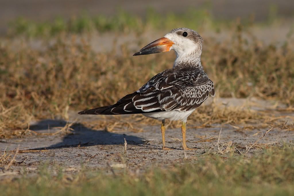 IMAGE: http://i260.photobucket.com/albums/ii33/C4Miles/Gulls%20Skimmers%20Terns/Skimmers_0726100088copy.jpg