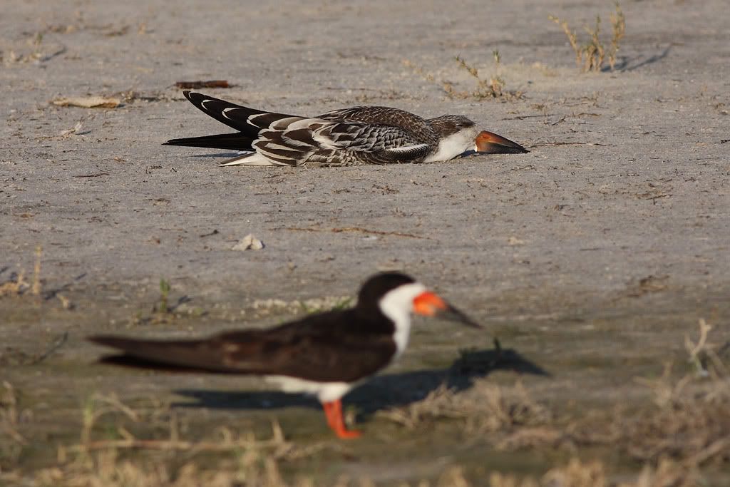 IMAGE: http://i260.photobucket.com/albums/ii33/C4Miles/Gulls%20Skimmers%20Terns/Skimmers_0726100094copy.jpg