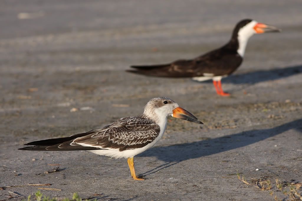 IMAGE: http://i260.photobucket.com/albums/ii33/C4Miles/Gulls%20Skimmers%20Terns/Skimmers_0726100102copy.jpg