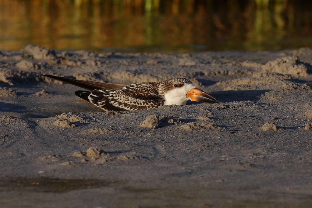 IMAGE: http://i260.photobucket.com/albums/ii33/C4Miles/Gulls%20Skimmers%20Terns/Skimmers_0726100108copy.jpg