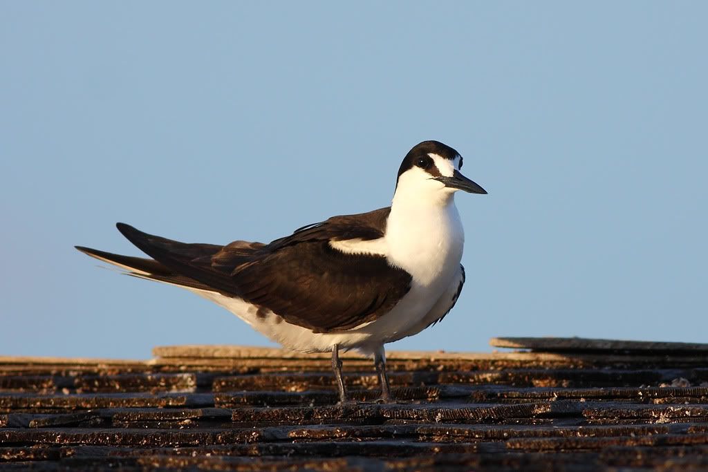 IMAGE: http://i260.photobucket.com/albums/ii33/C4Miles/Gulls%20Skimmers%20Terns/Sooty_Tern2_0726100010copy.jpg