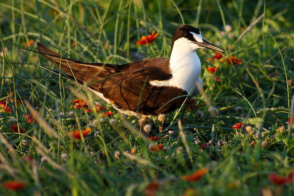 IMAGE: http://i260.photobucket.com/albums/ii33/C4Miles/Gulls%20Skimmers%20Terns/Sooty_Tern2_0726100023copy.jpg