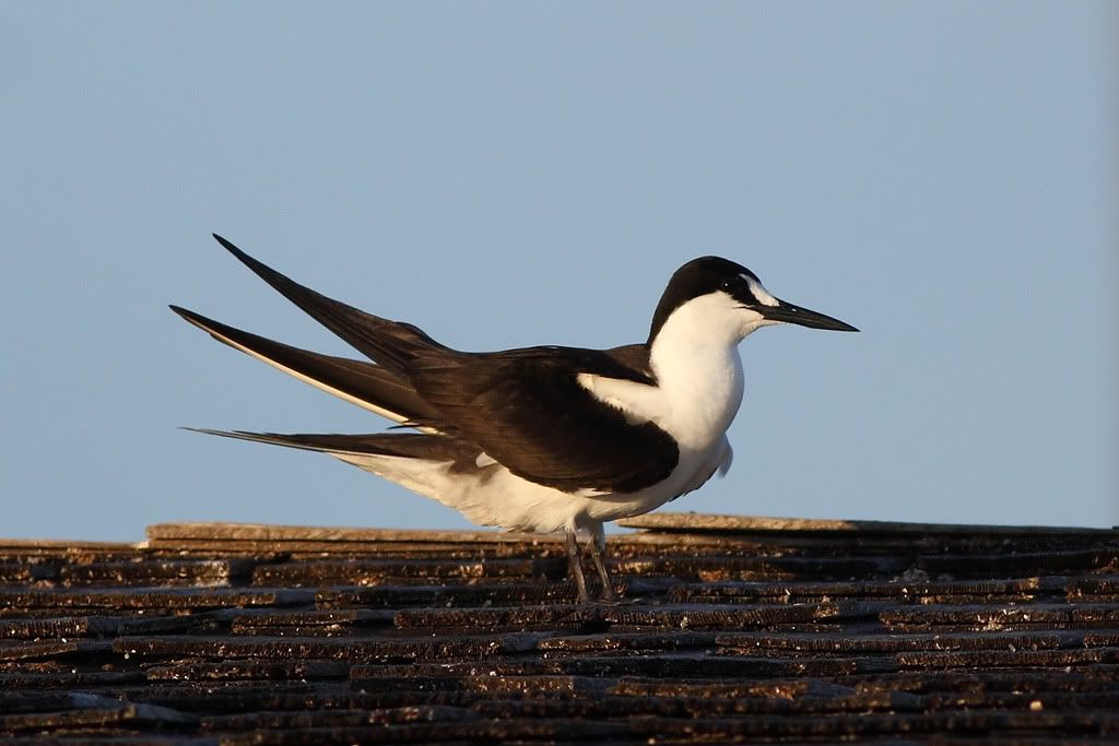 IMAGE: http://i260.photobucket.com/albums/ii33/C4Miles/Gulls%20Skimmers%20Terns/Sooty_Tern3_0726100005copy.jpg