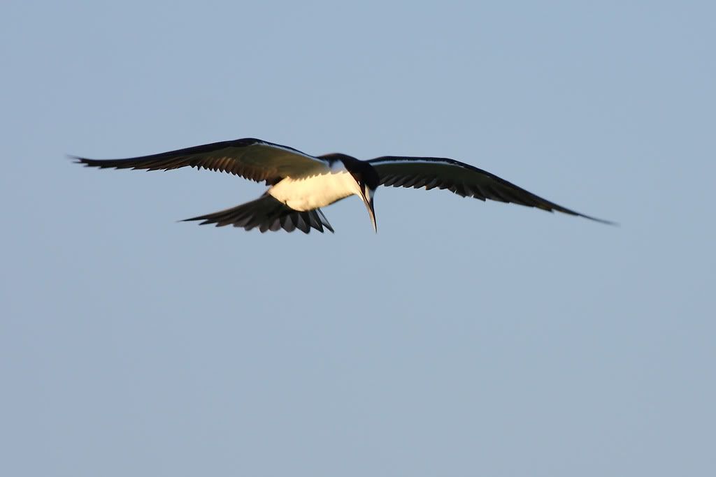 IMAGE: http://i260.photobucket.com/albums/ii33/C4Miles/Gulls%20Skimmers%20Terns/Sooty_Tern_0726100003copy.jpg