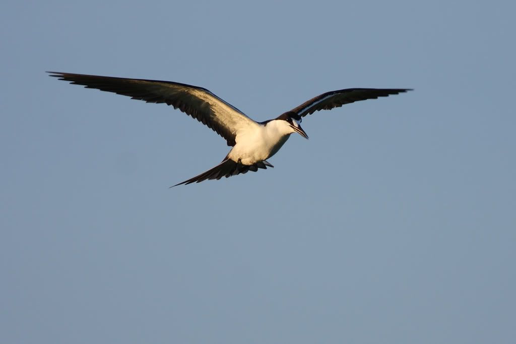 IMAGE: http://i260.photobucket.com/albums/ii33/C4Miles/Gulls%20Skimmers%20Terns/Sooty_Tern_0726100004copy.jpg