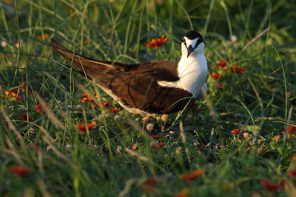 IMAGE: http://i260.photobucket.com/albums/ii33/C4Miles/Gulls%20Skimmers%20Terns/Sooty_Tern_0726100006copy.jpg