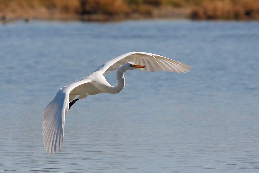Great Egret Pictures, Images and Photos