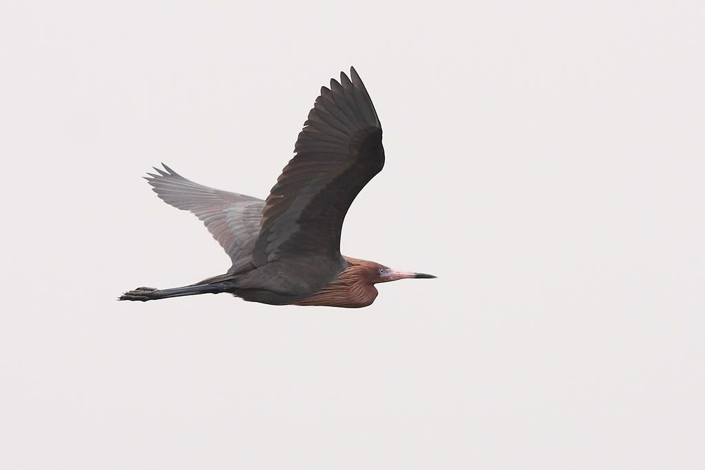IMAGE: http://i260.photobucket.com/albums/ii33/C4Miles/Heronlike%20Birds/Reddish_PA_0311100002copy.jpg