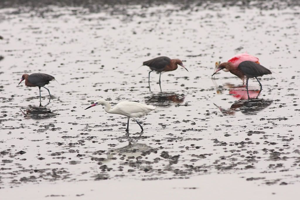 IMAGE: http://i260.photobucket.com/albums/ii33/C4Miles/Heronlike%20Birds/Reddish_PA_0311100007copy.jpg