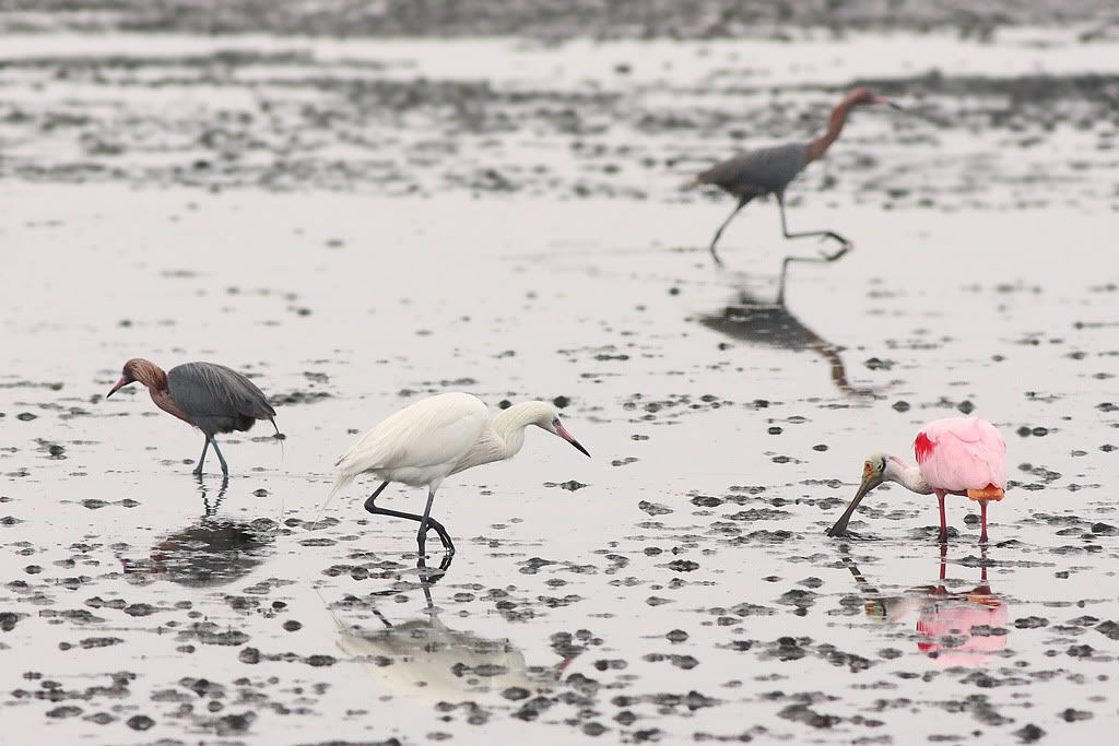 IMAGE: http://i260.photobucket.com/albums/ii33/C4Miles/Heronlike%20Birds/Reddish_PA_0311100013copy.jpg